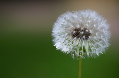 Damn You, Dandelions